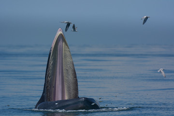 Bryde's whale in the blue sea