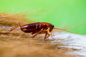 Cockroach on brown broom with garden green background.