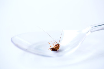 Cockroach on plastic spoon with white isolate background.