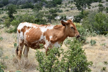 Texas Longhorn cattle portrait