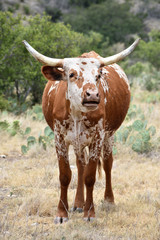 Screaming Texas Longhorn Cow Portrait