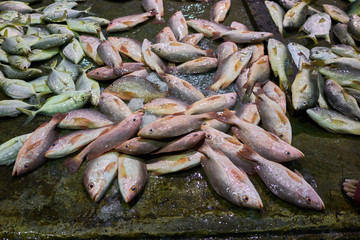 Fish Market