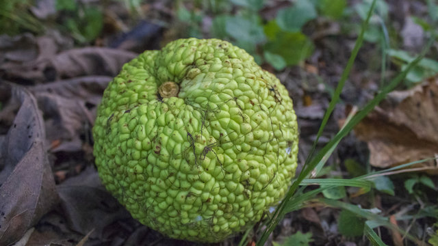 HedgeBall