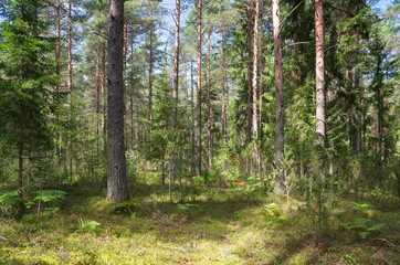 Obraz premium Nature of Seliger. Coniferous forest