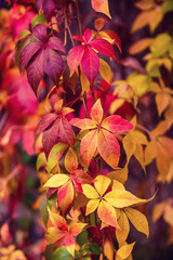 Naklejka na ściany i meble Wild grape red leaves, natural seasonal autumn vintage background