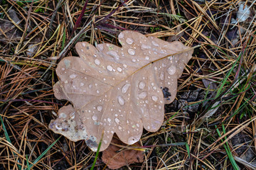A leaf on the grass with drops of dew. Forest grass and leaves of trees in the morning.
