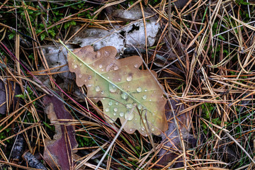 A leaf on the grass with drops of dew. Forest grass and leaves of trees in the morning.