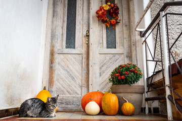 Halloween decorated front door with various size and shape pumpkins. Cat on Front Porch decorated...