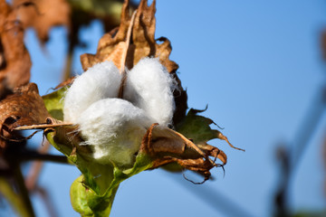 Capullo de Algod&oacute;n abierto
