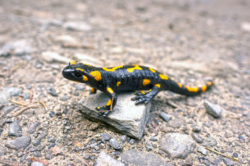 Salamander on a walk