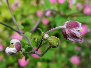 Violett pinke Herbstblume mit gelben Stempel