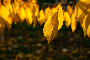 Obraz premium changing color cherry leaves at november sunshine