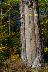Fototapeta premium An old method of softwoods in central europe. Cut pine bark and a cup to collect resin.
