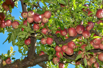 Überquellender Apfelbaum