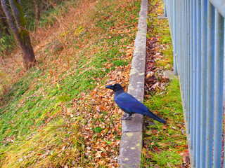 Big Japanese black crow bird standing on vertical old concrete rail beside green blue fence, near grass field, yellow brown fallen leaves and tree forest park, looking at the camera