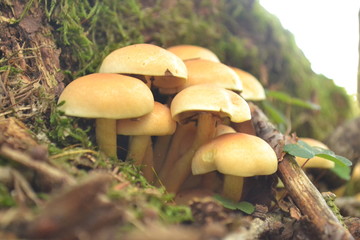 Stockschw&auml;mmchen