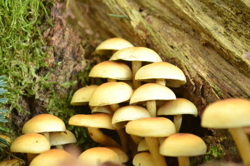 Stockschw&auml;mmchen