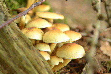 Stockschw&auml;mmchen