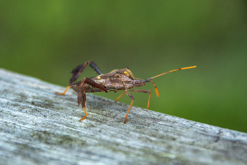 Stink bug on a hand rail!