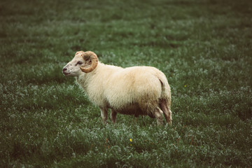 A single sheep grazing in a green grass meadow in Iceland