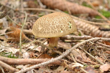 Ziegenlippe häufig gefundener Pilz