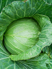 Obraz premium Top view of fresh and green cabbage surrounding with green leaves in growth at vegetable garden at Neimen. Cabbage is a common agricultural product in rural Taiwan,could eaten as a vegetable.