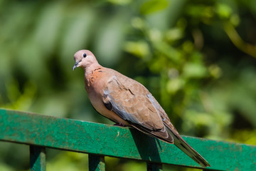 Laughing Dove sitting and watching