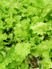 Top view of fresh and green vegetable with green leaves in growth at vegetable garden. Agricultural product in rural Neimen,Kaohsiung,Taiwan.Natural and organic health concept.Could be background.