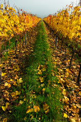 Naklejka premium autumn vineyard, yellow grape leaves at october fog