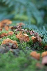 Tree moss and fungi