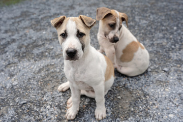 Two dogs sit on gravel floor.