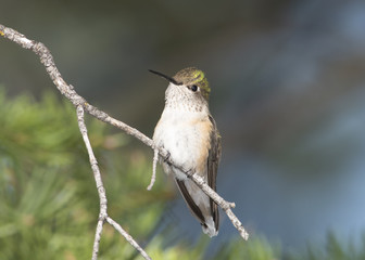 Broad-Tailed Hummingbird