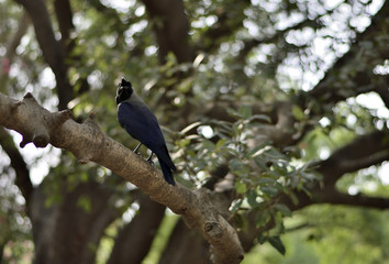Portrait of a Indian Crow