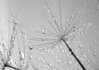 seed plants and drops of rain
