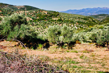 Fototapeta na wymiar Olive grove in Kalamata, Peloponnese, southwestern Greece.