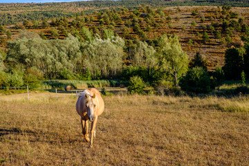 Cheval de couleur beige (crème) en pâture dans les montagnes.