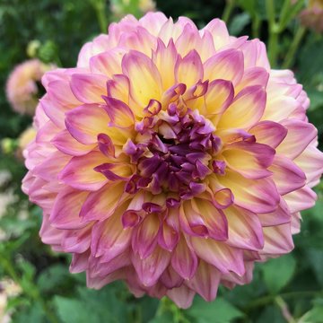 Pink dahlia blooming in New York