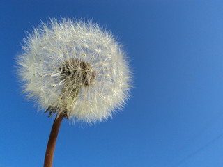 dandelion on background of blue sky