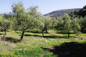 Olive grove in Kalamata, Peloponnese, southwestern Greece.