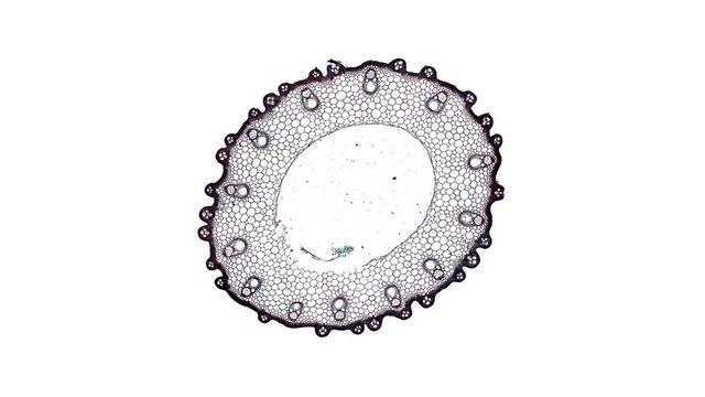 oryza sativa stem - cross section cut under the microscope &ndash; microscopic view of plant cells for botanic education