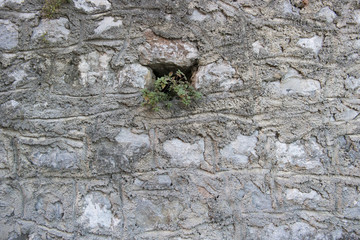 old Stone wall as a background or texture, old castle stone wall with plant