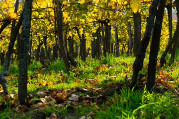 Fototapeta premium yellow grape leaves and green grass in october sunny vinery