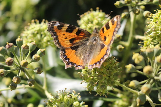 Hot leaves, cool butterfly