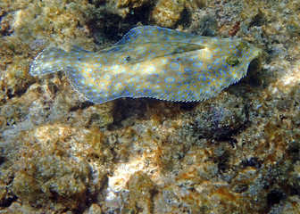 Peacock Flouder fish - Turneffe Atoll Belize