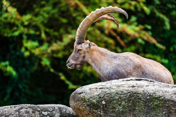 Capricorn Zoo Munich