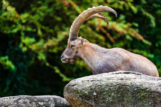 Capricorn Zoo Munich