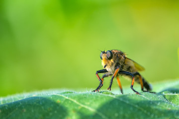 Robber Fly, Predator Fly Insect  