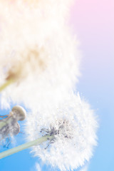 Dreamy dandelions blowball flowers against sky sunset. Pastel toned. Macro with soft focus. Delicate transparent airy elegant artistic image of spring. Nature greeting card background