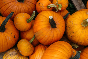 Harvested orange pumpkins. Halloween background