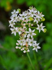 Wild Garlic